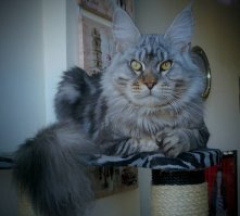 Мой так же себя вёл ;-). Положи на пол полотенце и тогда уже купай кота на нём - все проблемы исчезнут :-)