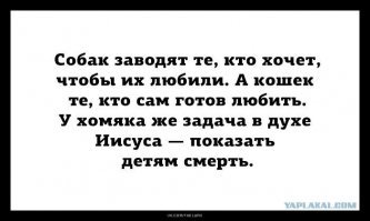 Не стали рассказывать дочери о смерти любимого кота: обман раскрыли только через 20 лет