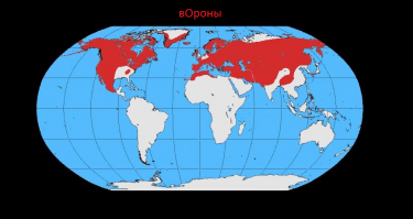Мужчина четыре года кормил воронью семью, и те принесли ему таинственный дар