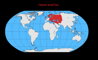 Мужчина четыре года кормил воронью семью, и те принесли ему таинственный дар