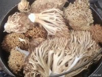 16 странных и немного пугающих находок, случайно обнаруженных людьми в лесу