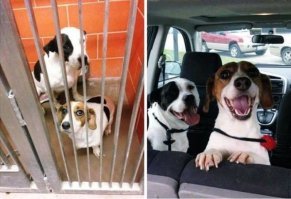 Душевные фотографии из приютов для животных
