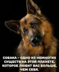 Прости меня, пёс!