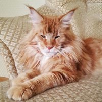 У нас дома живет такой великан красавец. Очень добрый и послушный. Не орет, обои не дерет, с водой не играет, милый лапусик!)) Любит всех членов семьи, даже приемного уличного кота. Голос мелодичный, готов поддержать разговор, отзывается с мурчанием. Любит залезть на грудь не смотря на то, что очень тяжелый и крупногабаритный, думает что он малыш))) Есть много и часто, спит крепко даже ночью. Любит играть, но не очень ловок)))
Вот он: Джонни