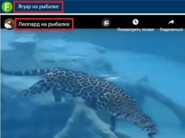 так ягуар или леопард ?