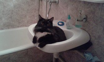 Семь кошачьих "почему?", ответы на которые вас удивят