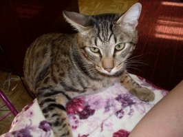 Мой тоже кун значит. 14 кило и 0.8 м без хвоста. Только он короткошерстный и не линяет.