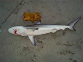 Полтора года назад вытащил вот это. Назывется Bronze Whaler Shark: