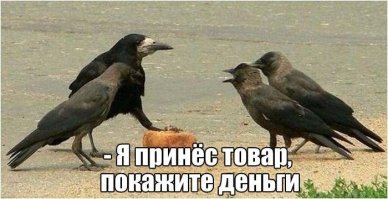 Мужчина четыре года кормил воронью семью, и те принесли ему таинственный дар