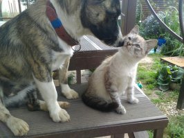 Обнюхиваем новенькую найдЁну
НайдЁна прижилась :))
и стала очень счастливой мамой :))