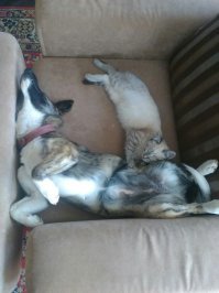 Обнюхиваем новенькую найдЁну
НайдЁна прижилась :))
и стала очень счастливой мамой :))