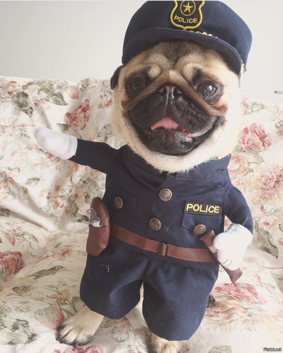 Мопс в полицейской форме