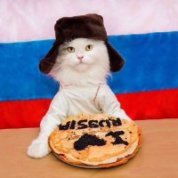 Танцующие коты