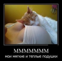 Танцующие коты