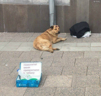Прикольные и смешные картинки