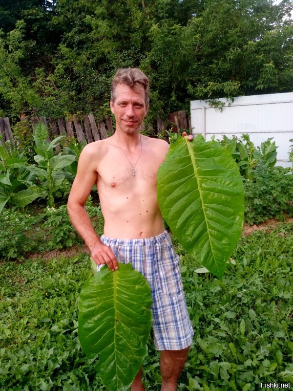 Листья Вирджинии 202, с моего огорода прошлым летом. Сас табак на заднем плане. С уважением...