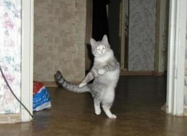 Танцующие коты