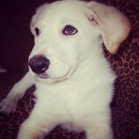 Взяли с авито в последний момент, шел на усыпление