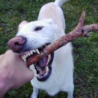 правда оказался всеядным