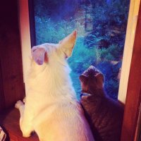 Взяли с авито в последний момент, шел на усыпление