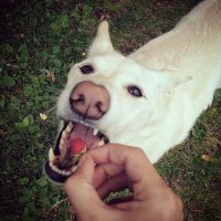 правда оказался всеядным