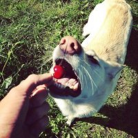 Взяли с авито в последний момент, шел на усыпление