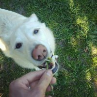 правда оказался всеядным