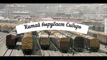 В Челябинских лесах ищут нелегальных сборщиков валежника
