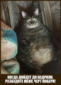 Танцующие коты