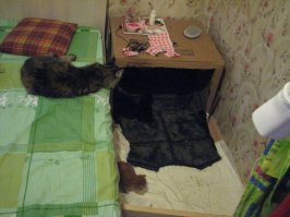 наша котомамка драпала от спиногрызов на высоту,но не минуты не оставляла их без присмотра