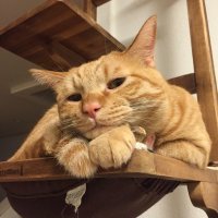 У меня кот есть рыжий