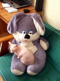 Семь кошачьих "почему?", ответы на которые вас удивят