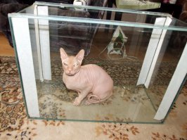 Семь кошачьих "почему?", ответы на которые вас удивят