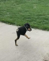 Некоторые кабыздохи - ШИКАРНЫ !!!!!!!!!!!!