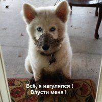 10 собачьих "почему?", или Всё, что вы хотели знать о лучшем друге человека