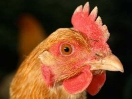 "Нетипичные девушки": женщины в панк-движении 70-х и 80-х