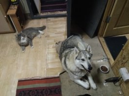 Собаку взял с питомника больным чумкой, вылечили. Кота взял мелким у знакомых