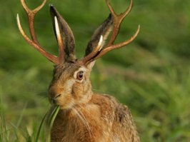 Что говорит наука о йети, чупакабрах и других загадочных существах