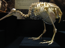 по самому последнему факту: а птичку киви забыли? с её то яйцом?