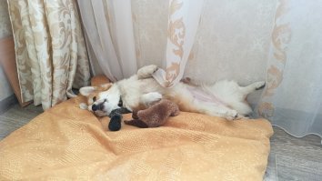 Привет хвостатые....:)
