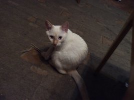 Тоже Кефиром кличут :-)