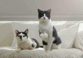 22 истории о домашних любимцах, которых приютили и очень сильно полюбили