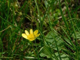 это лютик едкий или куриная слепота. действительно ядовит.