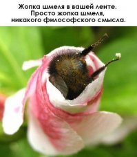 Мутации растений возле Фукусимы