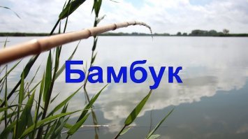 Правда ли, что бамбук может расти по метру в день?
