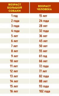 Скорее всего.
Примерно так исчисляется возраст собаки (от 25 кг) с проекцией на возраст человека