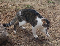 Кошки, которым надоело выпрашивать еду