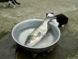 Кошки, которым надоело выпрашивать еду