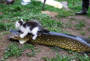 Кошки, которым надоело выпрашивать еду