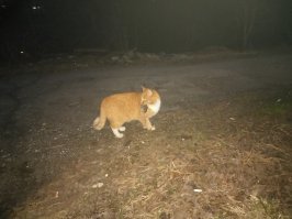 Собака и социализация в большом городе